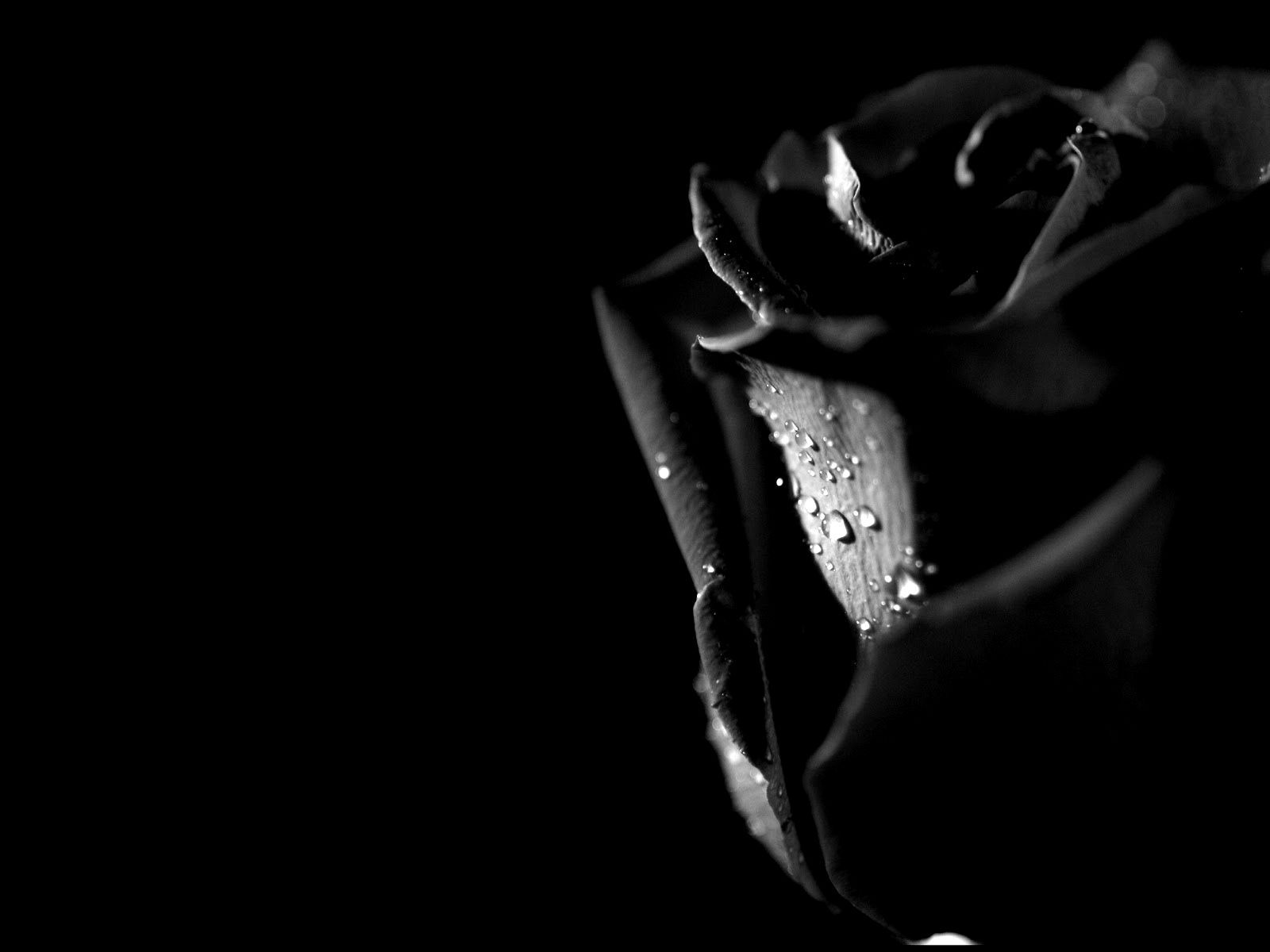 1600x1200 Black Rose Wallpaper Photo #GoP | Kenikin