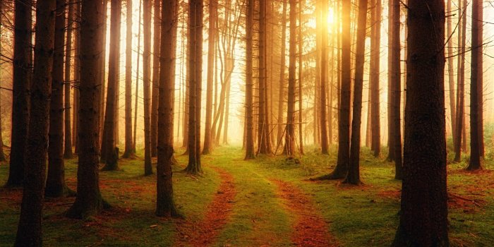 2048x1152 Forest Path Wallpapers - Top Free Forest Path Backgrounds