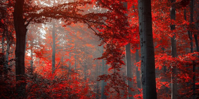 1920x1200 Red Autumn (29+)