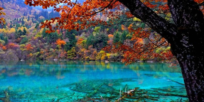 1920x1200 10 Best Hd Beautiful Forest Wallpaper FULL HD 1920×1080 For PC