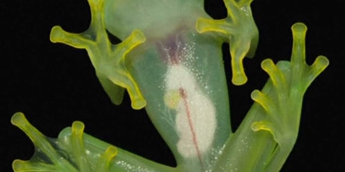 2048x1536 Kermit's glass frog double discovered and he has an extraordinary
