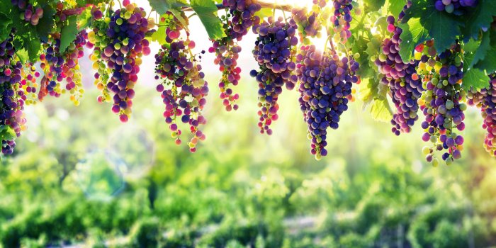 7680x4320 7680x4320 Grape 8k 8k HD 4k Wallpapers, Images, Backgrounds, Photos