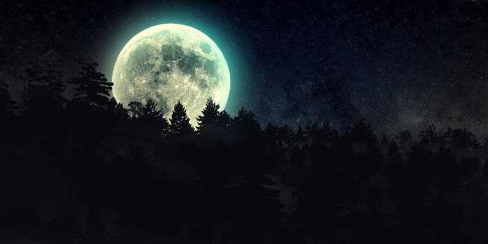 1920x1080 40+ Moon Forest Wallpapers - Download at WallpaperBro