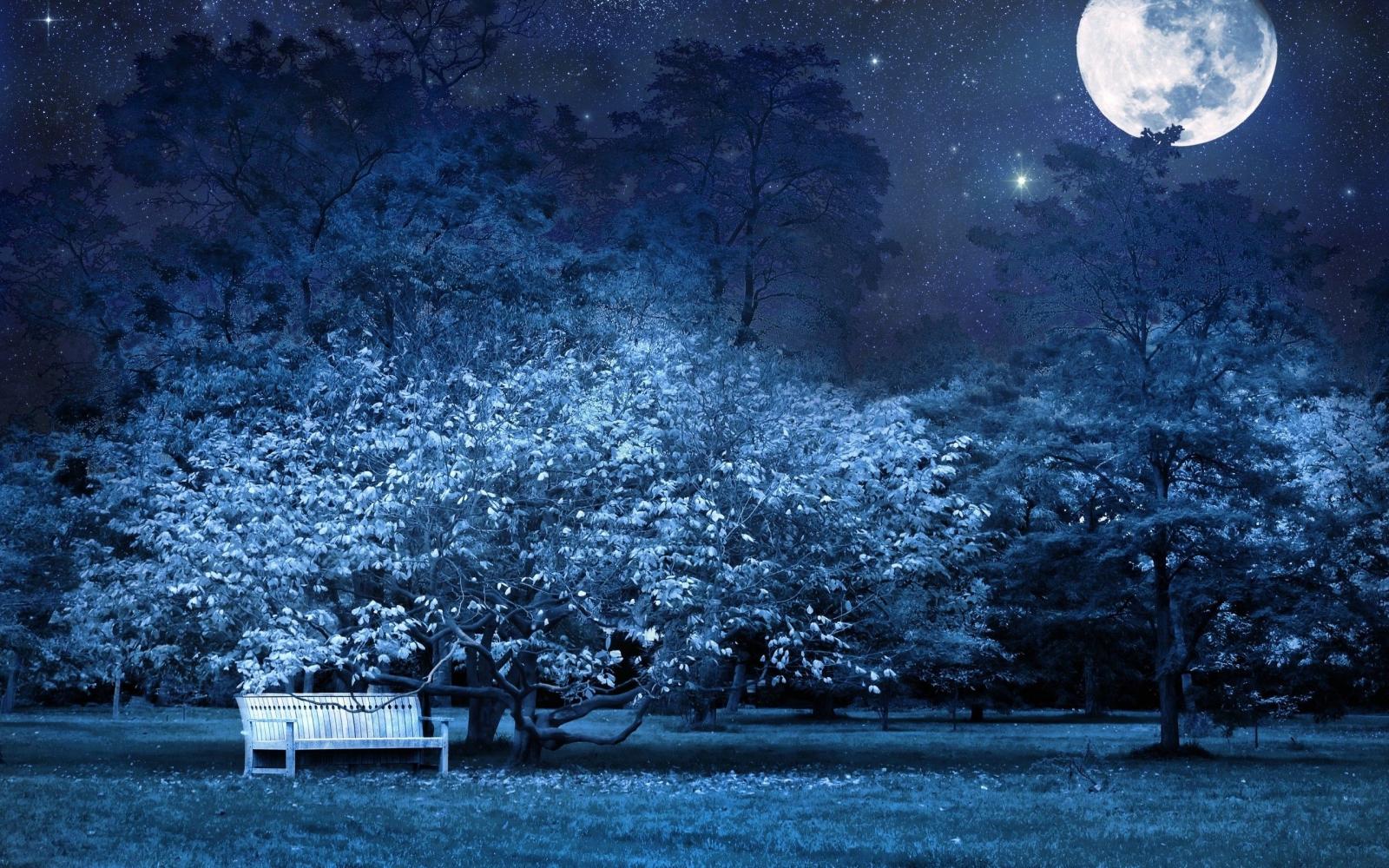 2560x1600 3377788 Night, Bench, Park, Trees, Stars, Full moon, Sky, Light