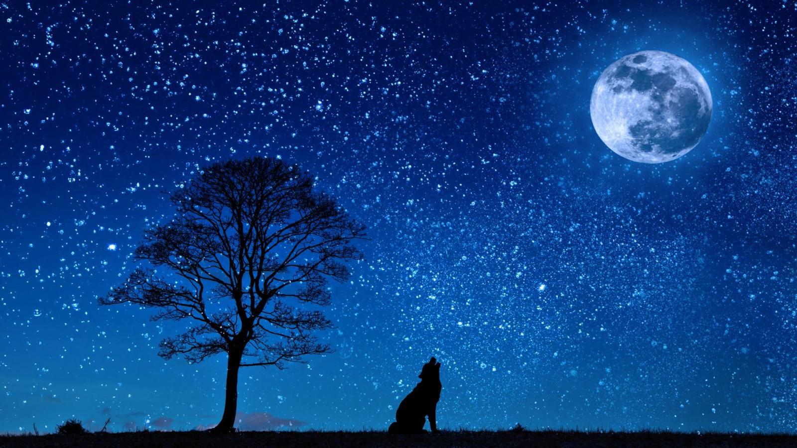 1920x1080 Moon Stars and Wolf Tree Silhouette View Wallpaper - Wallpaper Stream
