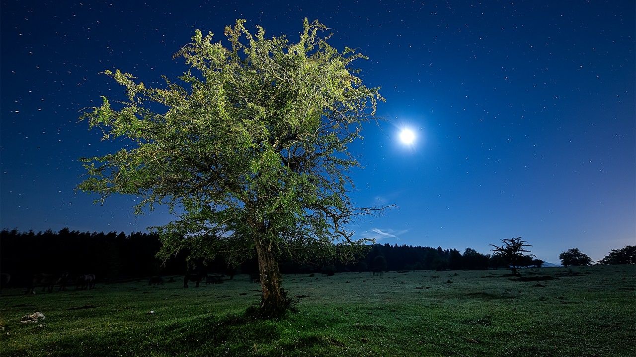 1280x720 Tree Meadow Stars Full Moon wallpapers | Tree Meadow Stars Full Moon