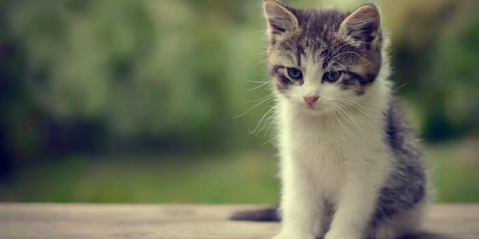 1920x1080 50+ Cute Cats and Kittens Desktop Wallpapers - Download at WallpaperBro