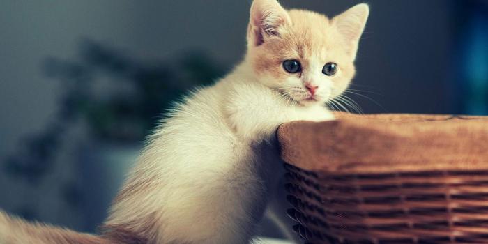1920x1200 Funny Kitten Desktop Wallpapers - Top Free Funny Kitten Desktop
