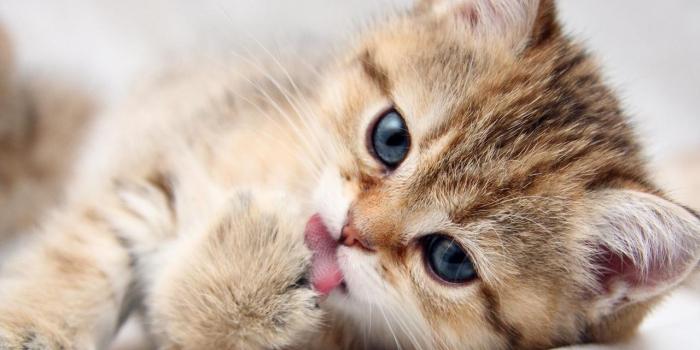 1280x800 Cute Kitten Wallpapers - Top Free Cute Kitten Backgrounds