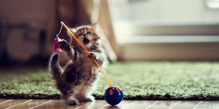 1920x1080 Kitten Wallpaper (21)