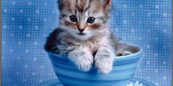 1280x960 Cute Laptop Screensavers | Free Impossibly cute kitten - cats
