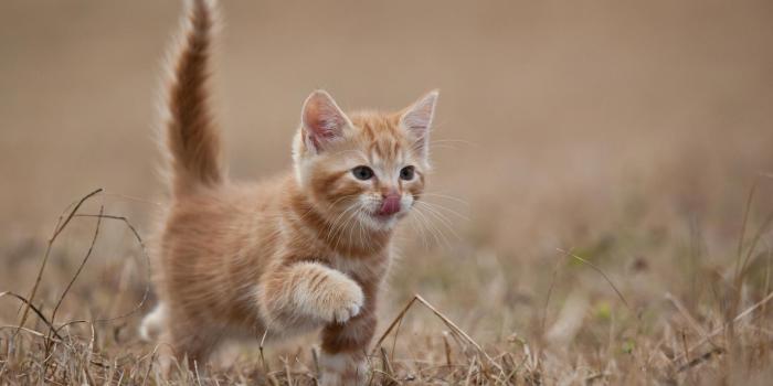 1920x1080 71+ Cute Kitten Wallpapers on WallpaperPlay