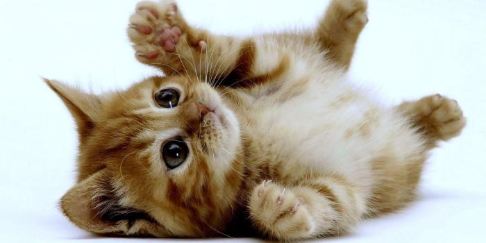 1600x900 Wallpaper's Collection: «Cute Kitten Wallpapers»
