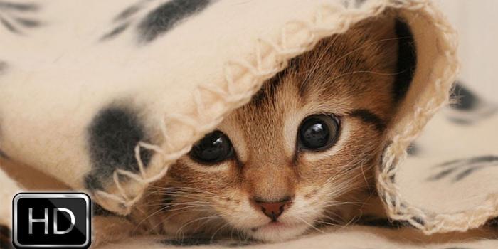 1280x720 Cute Kitten Pictures, 39 Cute Kitten HDQ Images | atgbcentral.com