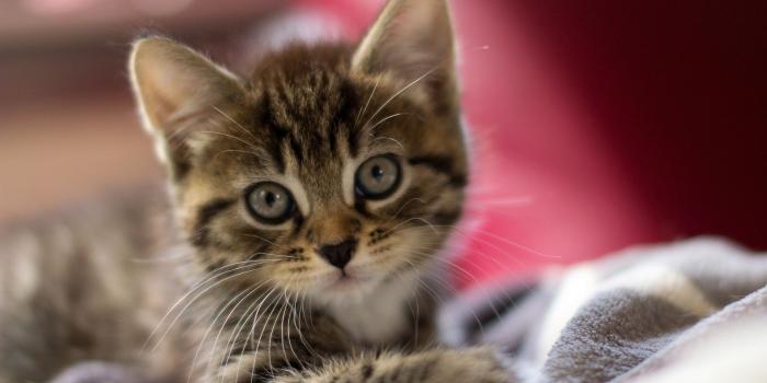 1920x1080 Cute Kittens Wallpaper Hd HD Wallpaper, Background Images