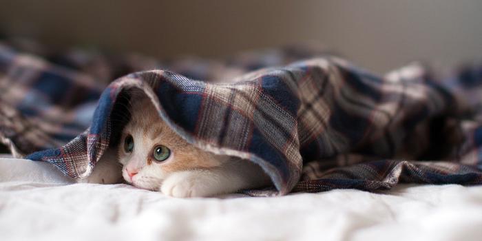 1920x1080 Sleepy Kitten HD Wallpapers Free Download at Superb Wallpapers