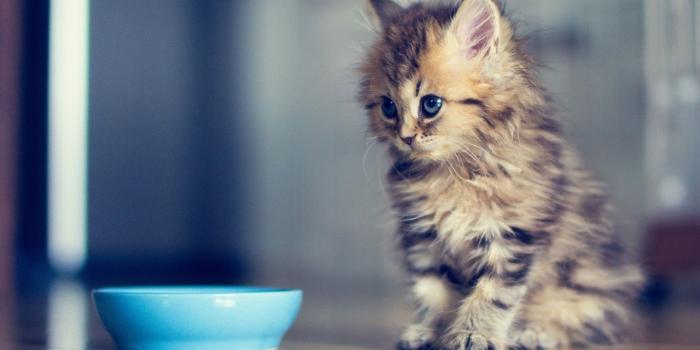 1366x768 1366x768 Cute Kitten desktop PC and Mac wallpaper