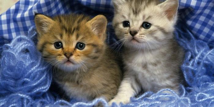 1200x881 Kitten Desktop Wallpaper - Wallpapers Browse