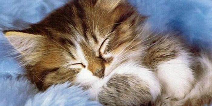 1280x800 Kittens Images Cute Kitten Hd Wallpaper And Background Photos