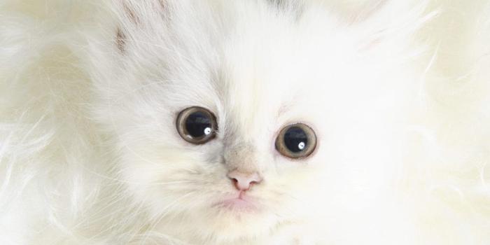 1024x768 50+ Persian Baby Kitten Wallpapers - Download at WallpaperBro