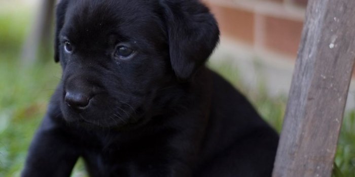 1024x1024 Cute Black Labrador Puppies HD Wallpaper | keaira in 2019 | Lab