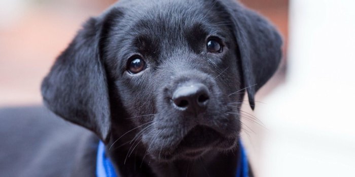 1920x1200 48+ Black Lab Wallpapers on WallpaperPlay