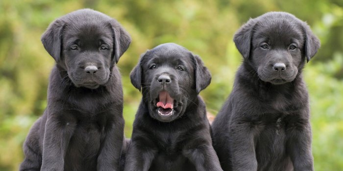 2880x1800 48+ Black Lab Wallpapers on WallpaperPlay