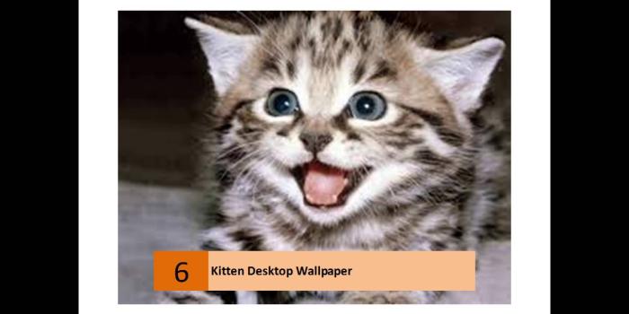 1280x720 Cute Kitten Wallpapers