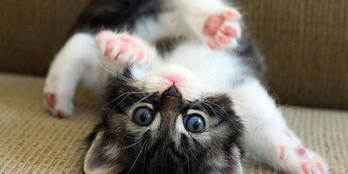 1920x1080 Funny Kitten Wallpapers (64+ pictures)