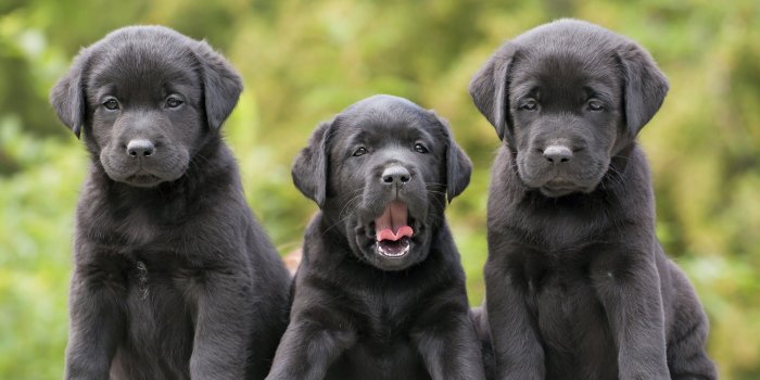 3750x2425 Cute Black Labrador Retriever's Puppies HD Wallpaper | Background