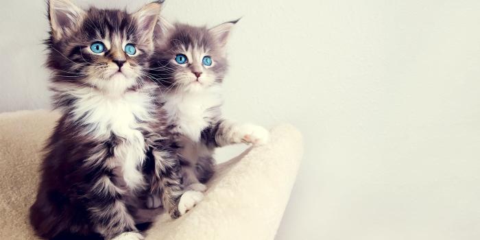 1920x1080 Fluffy Kitten Wallpaper Desktop Background - Desktop Background