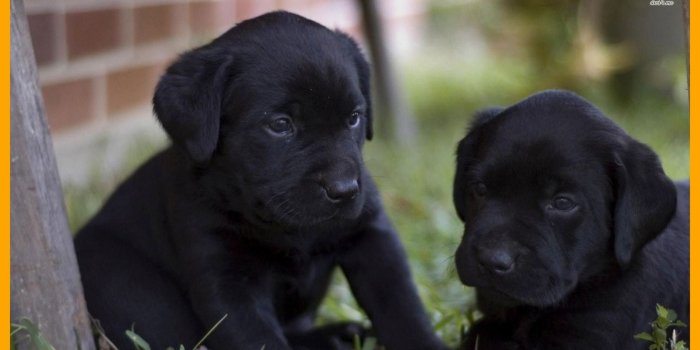 1976x1136 56+ Black Labrador Wallpapers on WallpaperPlay