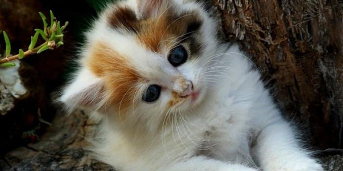 1024x768 Kitten Wallpaper Hd Group (35+), Download for free