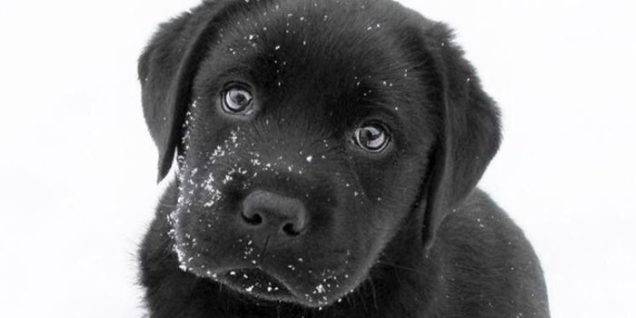 750x1334 iPhone and Android Wallpapers: Black Labrador Puppy Wallpaper for