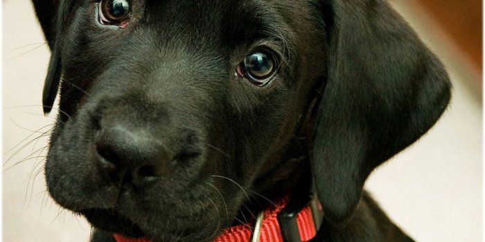 995x1024 Cute Black Lab Puppy Wallpapers | via Dog Pictures Blog ift.…