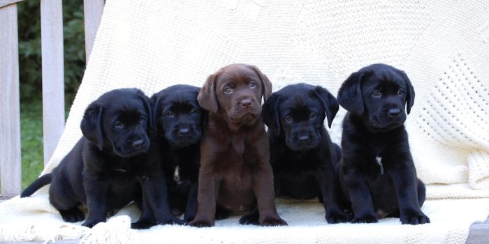2048x1536 Black Lab Puppy Wallpapers