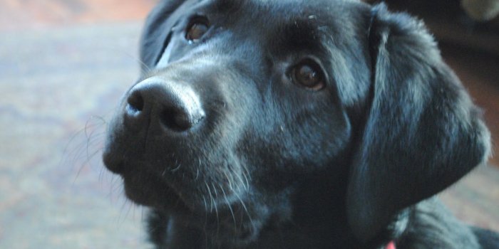 1600x1066 Dog Wallpaper: Cute Black Lab Puppies high resolution