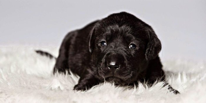 1280x800 cute black labrador retriever puppies pictures, pictures puppies