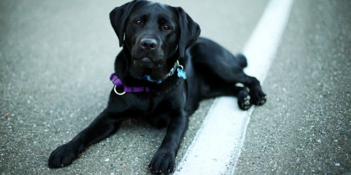 1932x1288 48+ Black Lab Wallpapers on WallpaperPlay