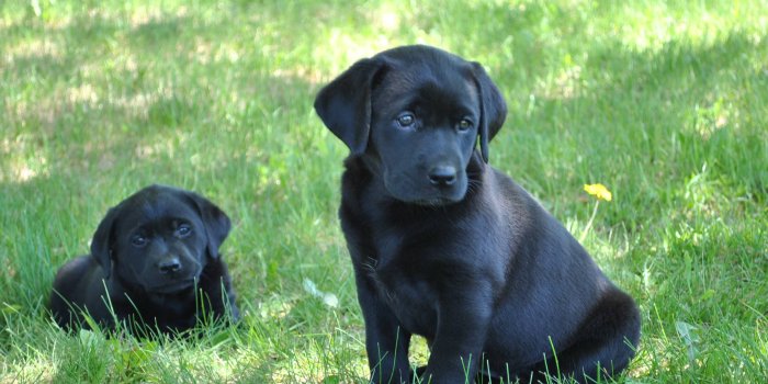 2896x1944 Black Lab Puppy Wallpapers