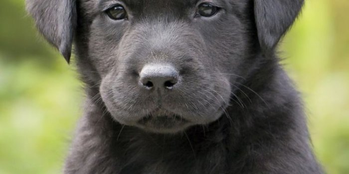 750x1334 Animal/Puppy (750x1334) Wallpaper ID: 703758