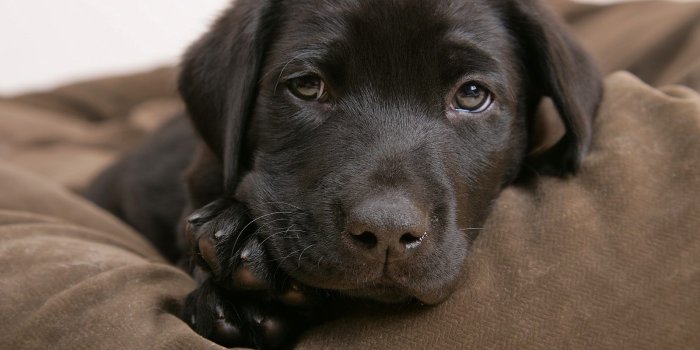 1600x1200 pictures of labrador puppies - Dog Breeders Guide