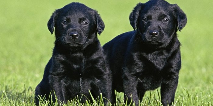 1920x1080 30 WONDERFUL BLACK LABRADOR RETRIEVER