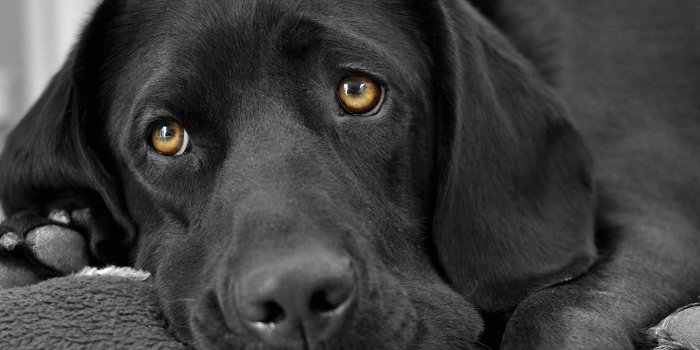 1920x1080 cutest black lab puppies | Black Labrador Face Closeup Wallpaper