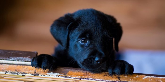 2560x1440 Chocolate Lab Puppy Wallpaper (60+ images)