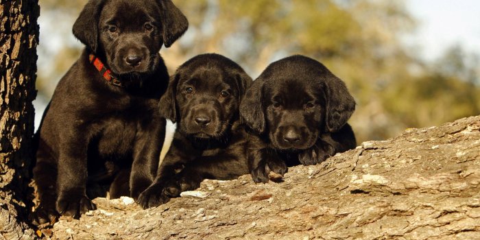 1920x1200 48+] Black Lab Wallpaper for Computer on WallpaperSafari