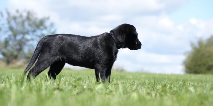 3840x2400 Cute, Black, Labrador, Retriever, Puppy, Wide, HD, Wallpaper, Free