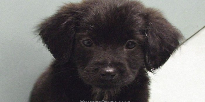 1280x800 Black Lab puppy - Puppies Wallpaper (13984427) - Fanpop
