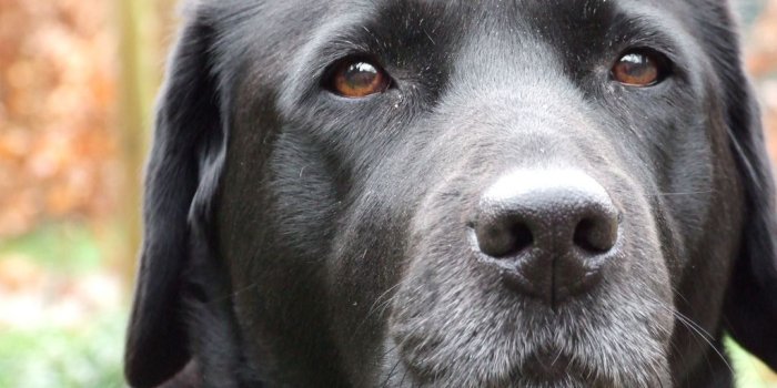 1024x768 cutest black lab puppies | Labrador (Lab) Retriever Wallpapers