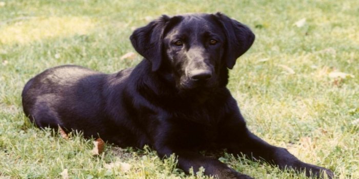 1280x800 Black Lab - Dogs Wallpaper (13985109) - Fanpop